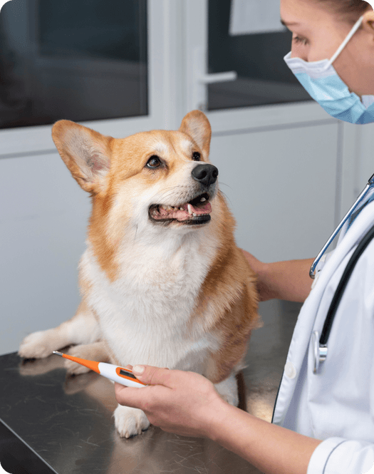 Veterinarski pregled u modernoj ambulanti